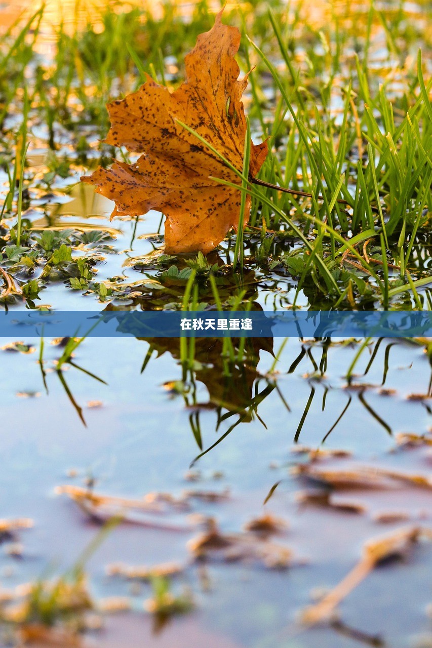 在秋天里重逢