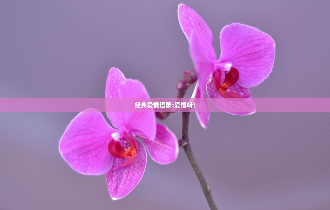 经典爱情语录:爱情呀！