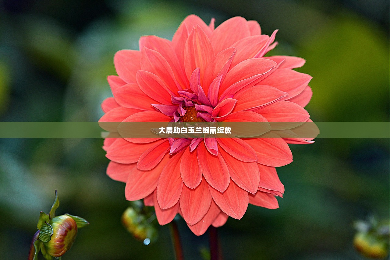 大展助白玉兰绚丽绽放  第1张