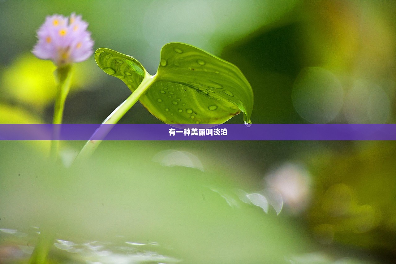 有一种美丽叫淡泊  第1张