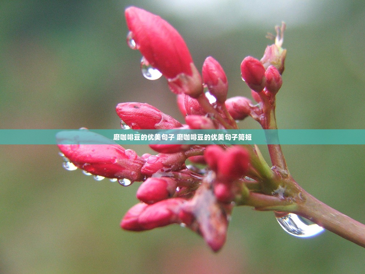 磨咖啡豆的优美句子 磨咖啡豆的优美句子简短