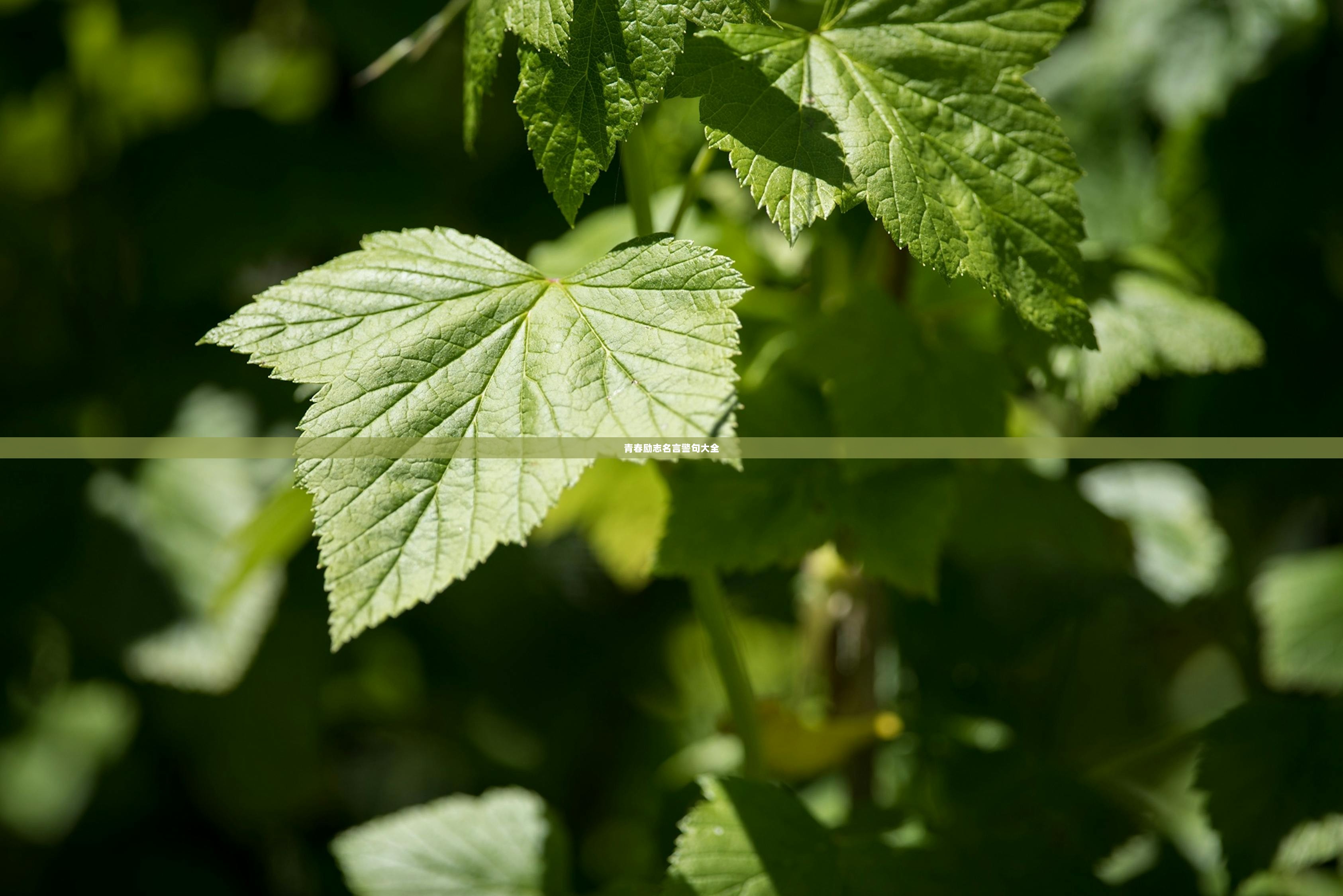 青春励志名言警句大全