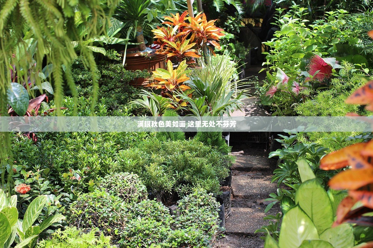 满眼秋色美如画 这里无处不芬芳