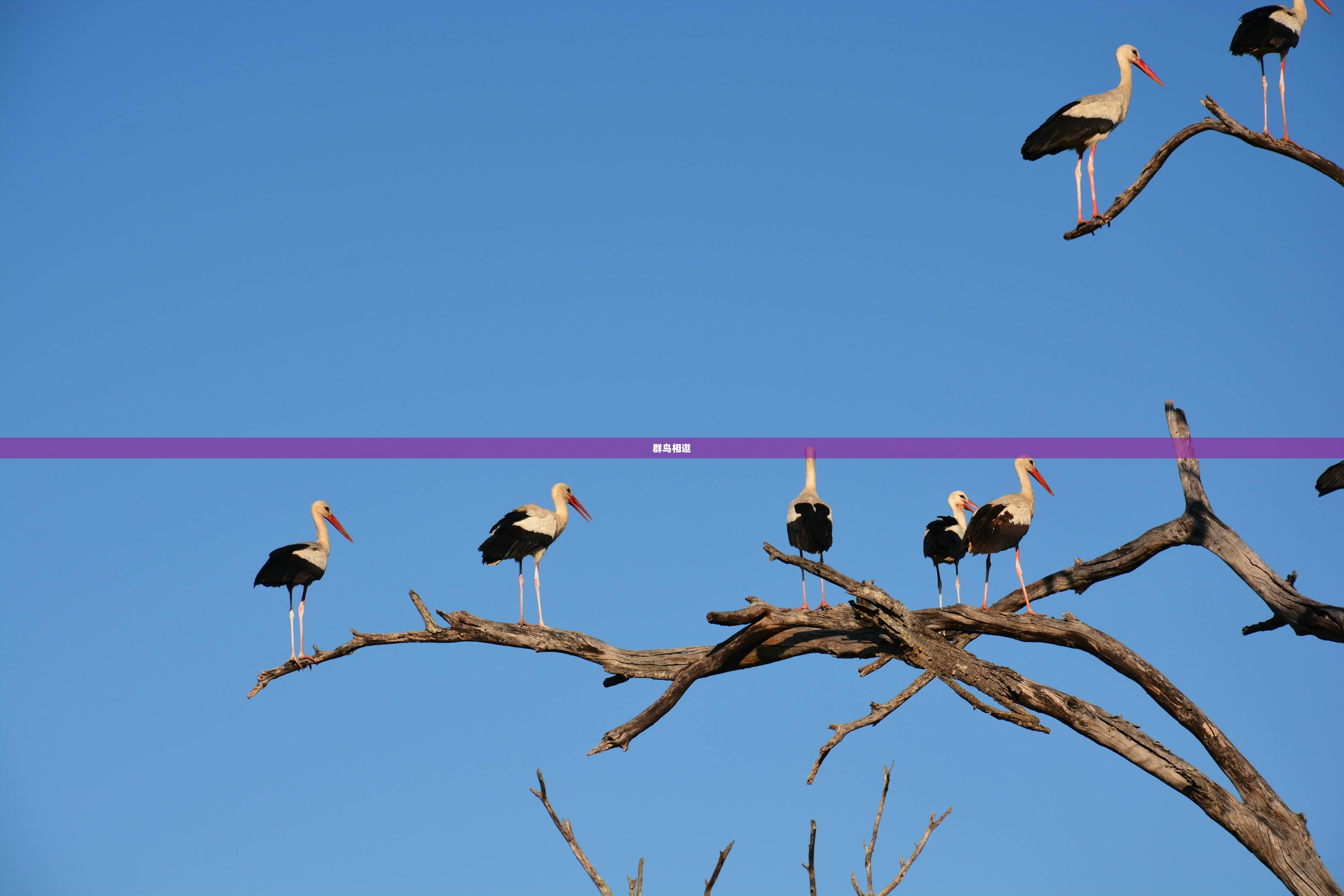 群鸟相邀  第1张