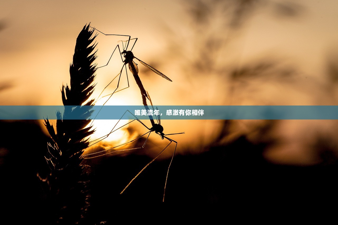 唯美流年，感激有你相伴