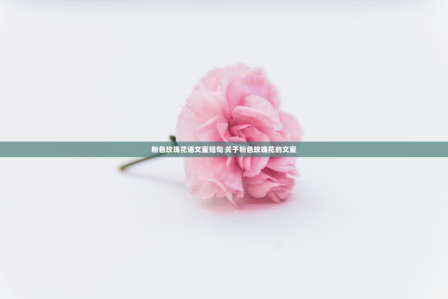 粉色玫瑰花语文案短句 关于粉色玫瑰花的文案