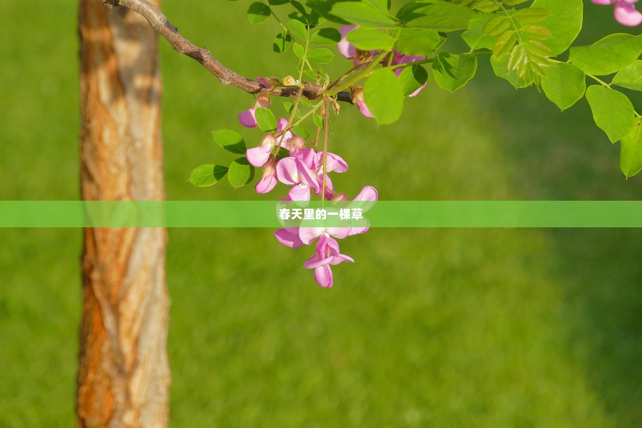 春天里的一棵草