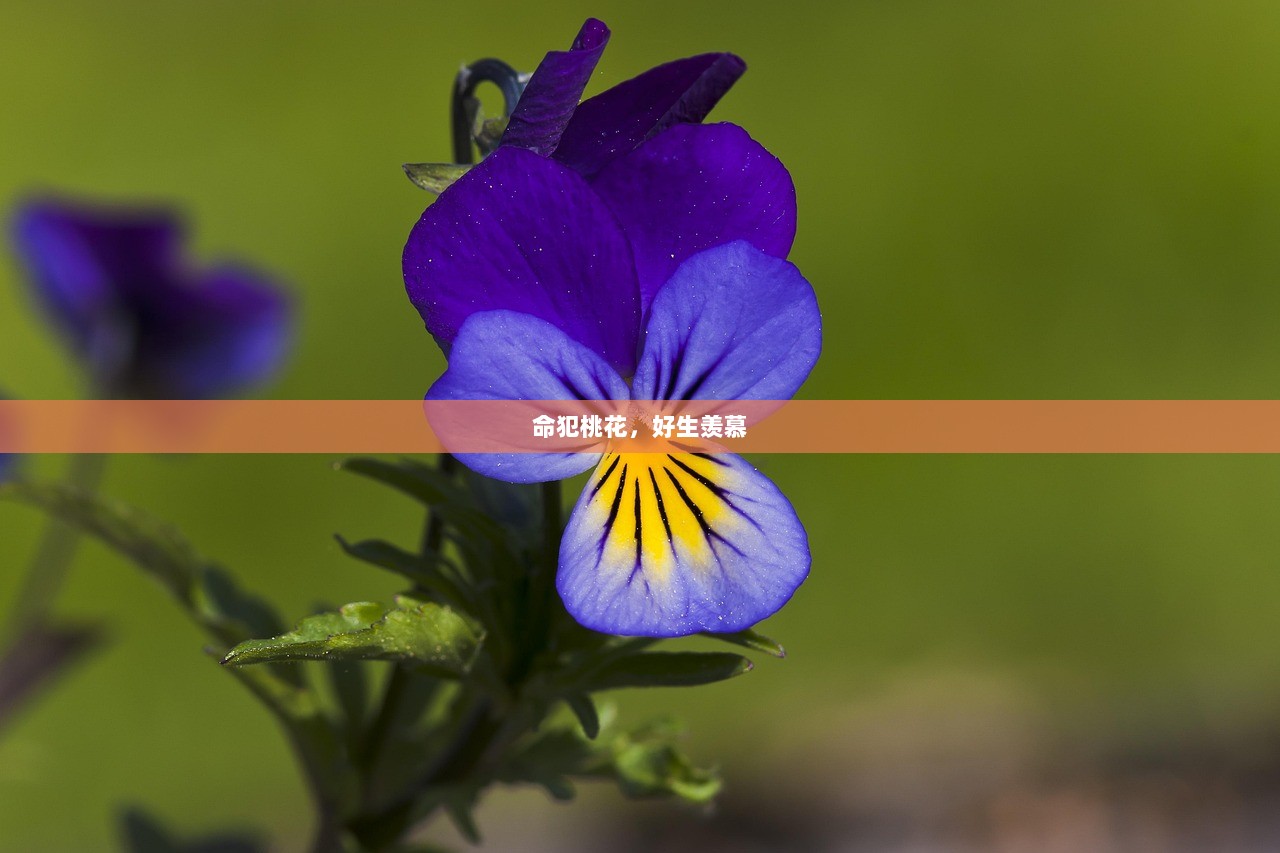 命犯桃花，好生羡慕