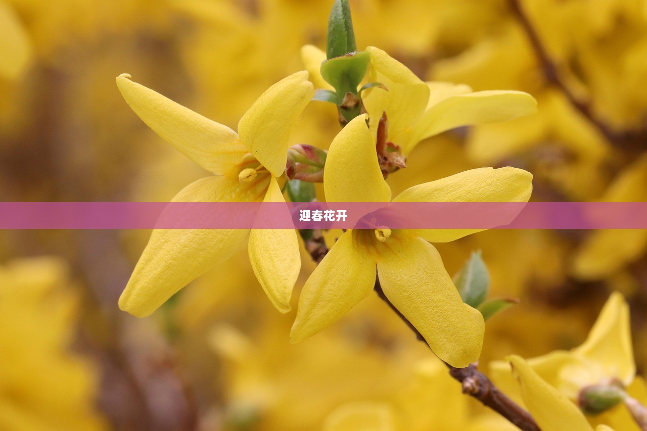 迎春花开