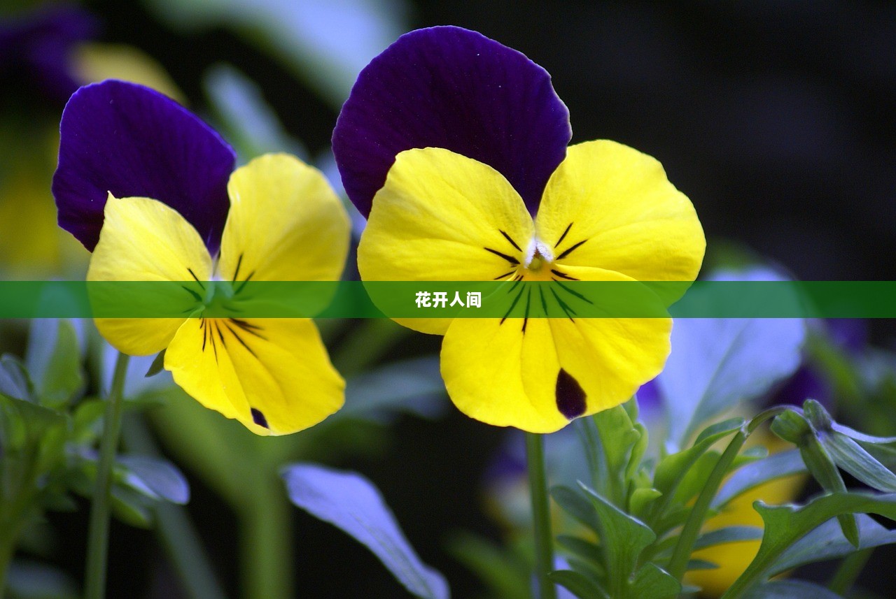花开人间