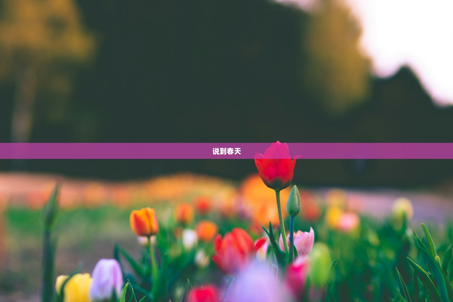 说到春天