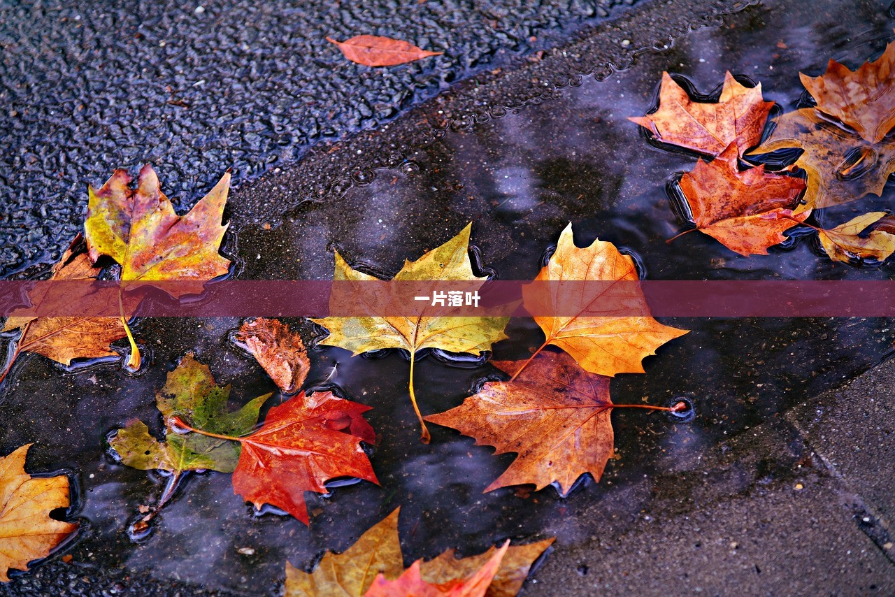 一片落叶