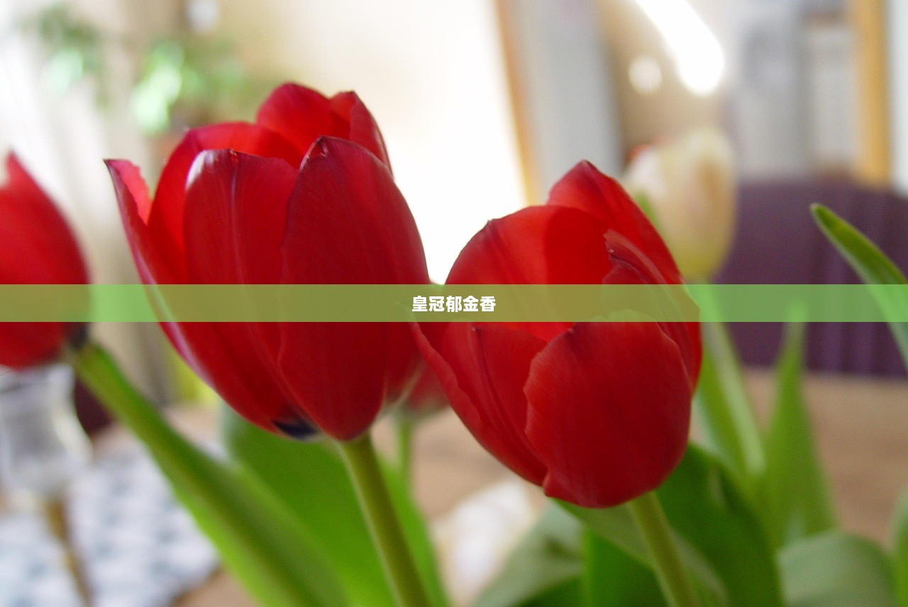 皇冠郁金香  第1张