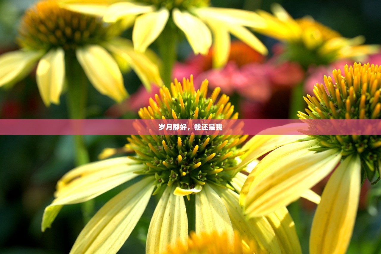 岁月静好，我还是我