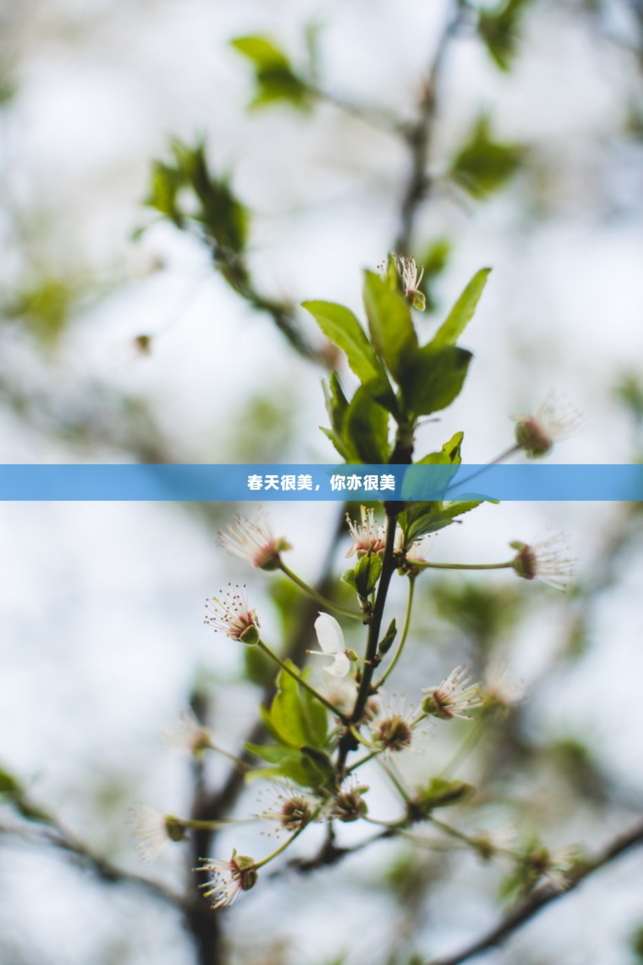 春天很美，你亦很美