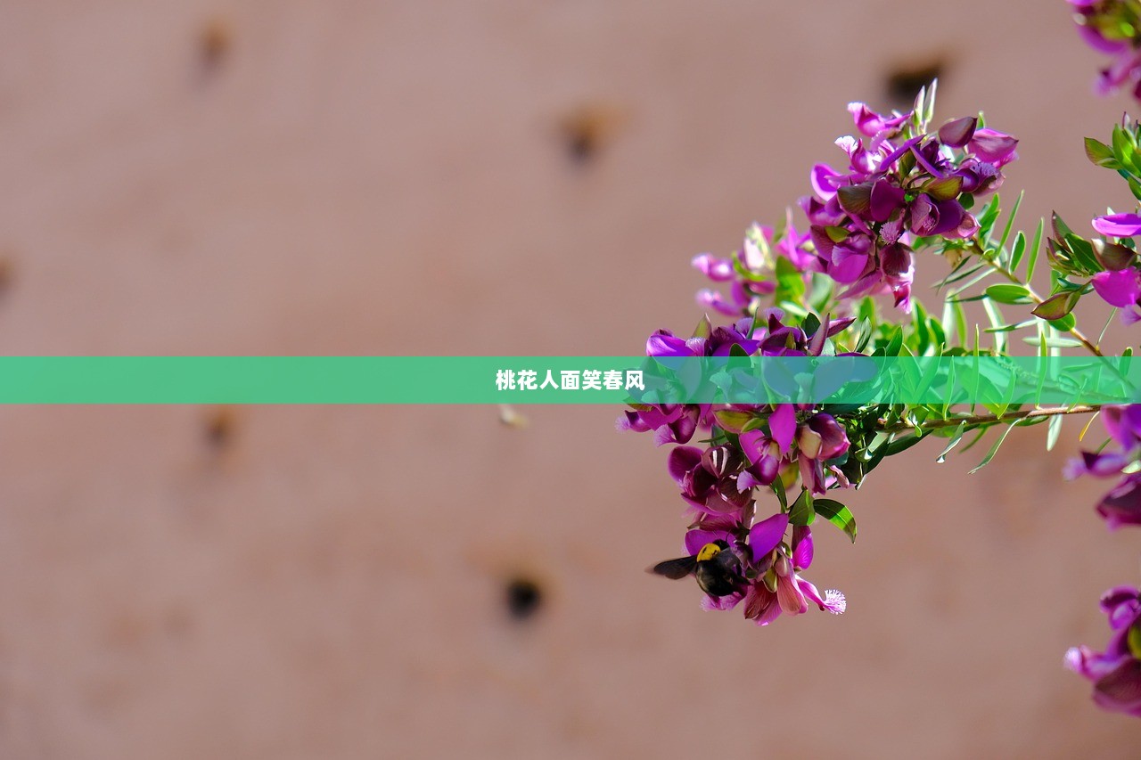 桃花人面笑春风