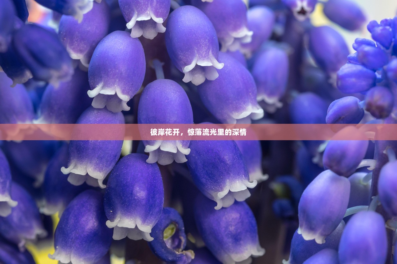 彼岸花开，惊落流光里的深情