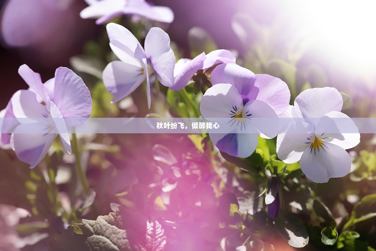 秋叶纷飞，倾醉我心
