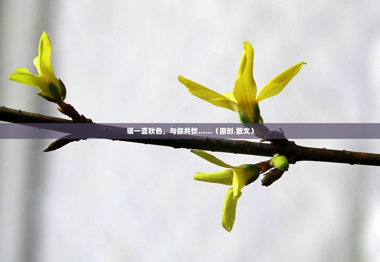 暖一壶秋色，与你共饮......（原创.散文）