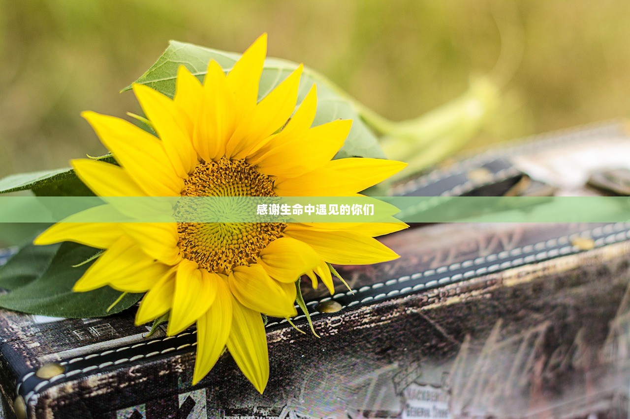 感谢生命中遇见的你们