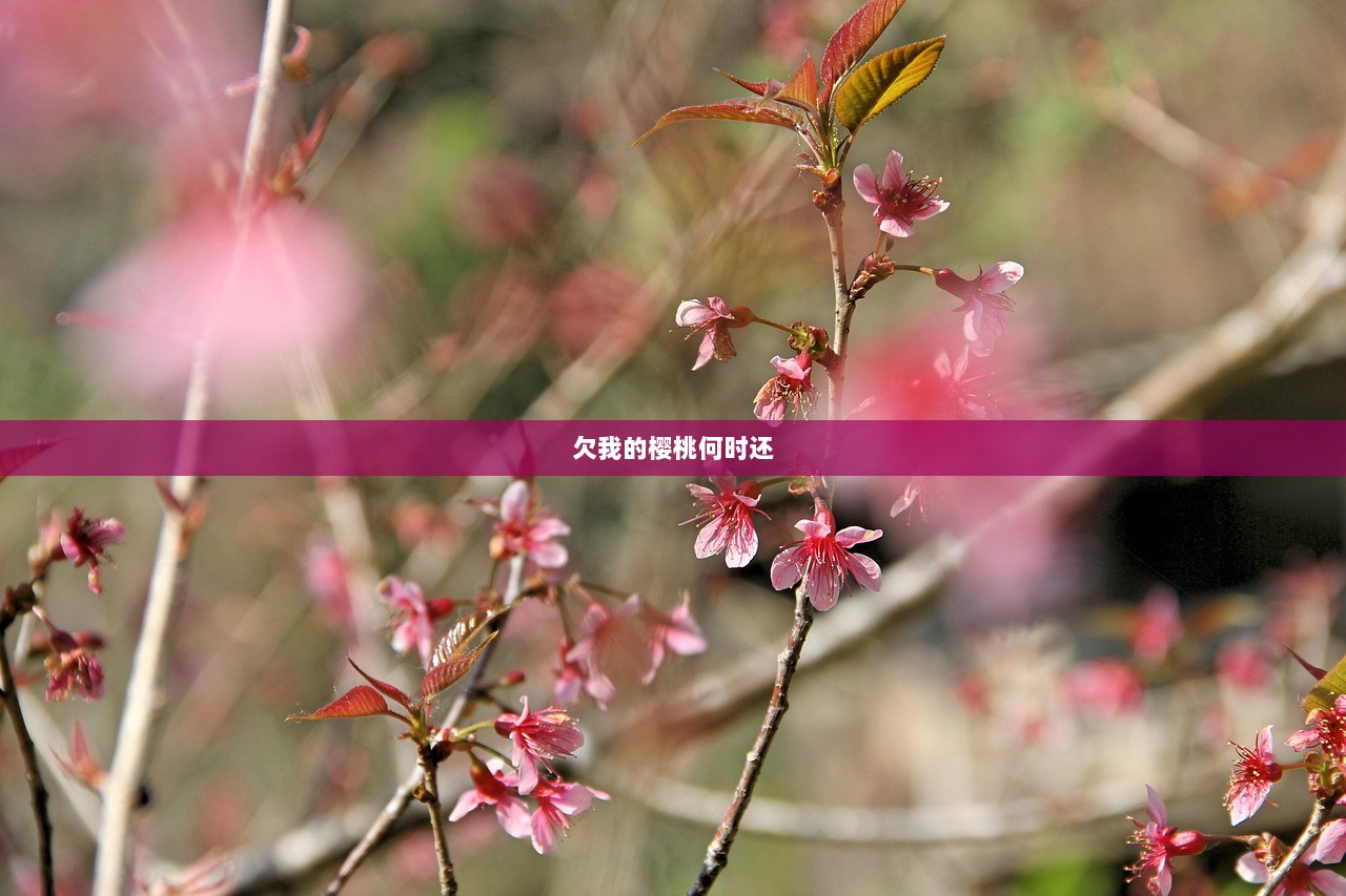 欠我的樱桃何时还