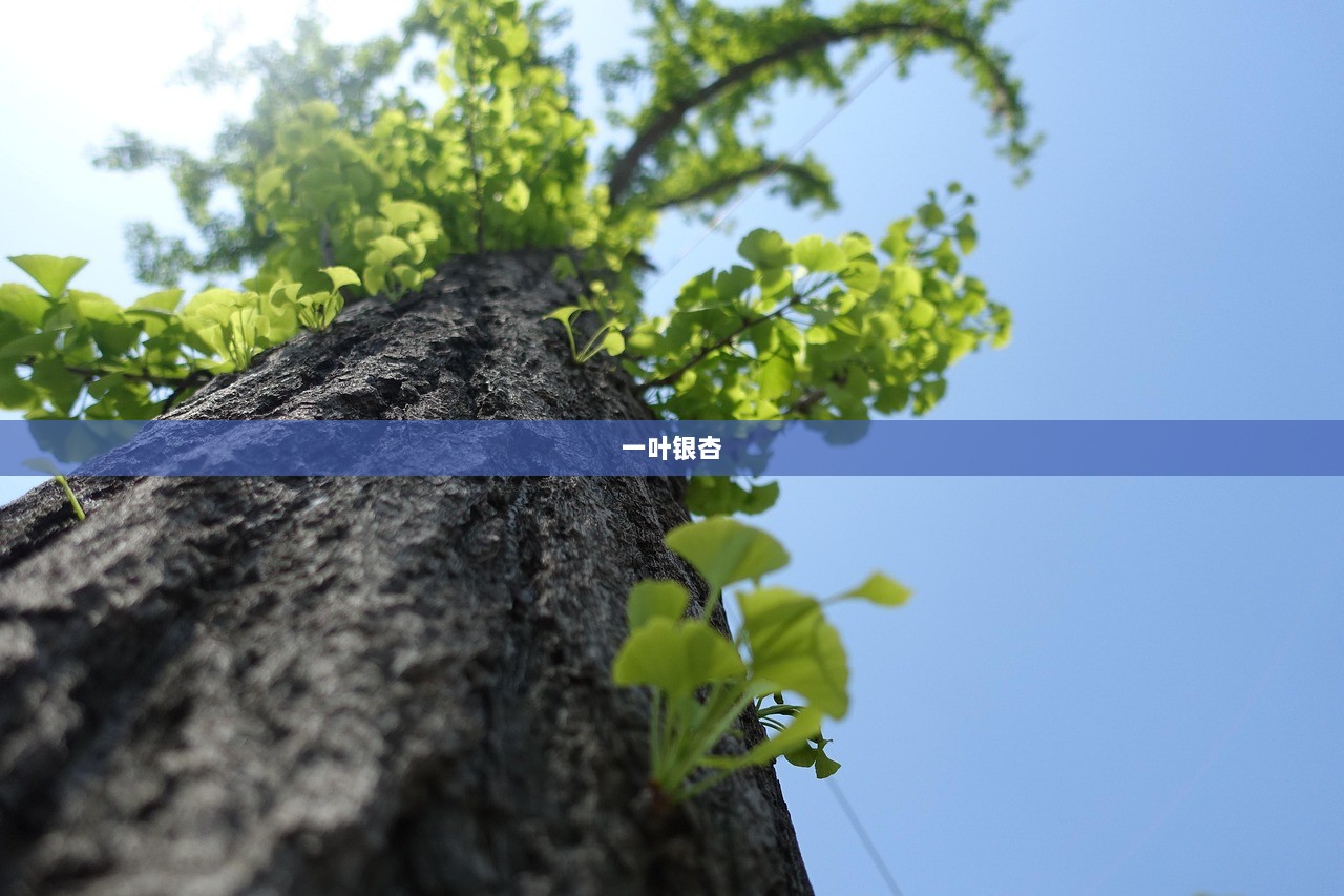 一叶银杏