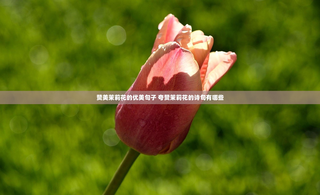 赞美茉莉花的优美句子 夸赞茉莉花的诗句有哪些