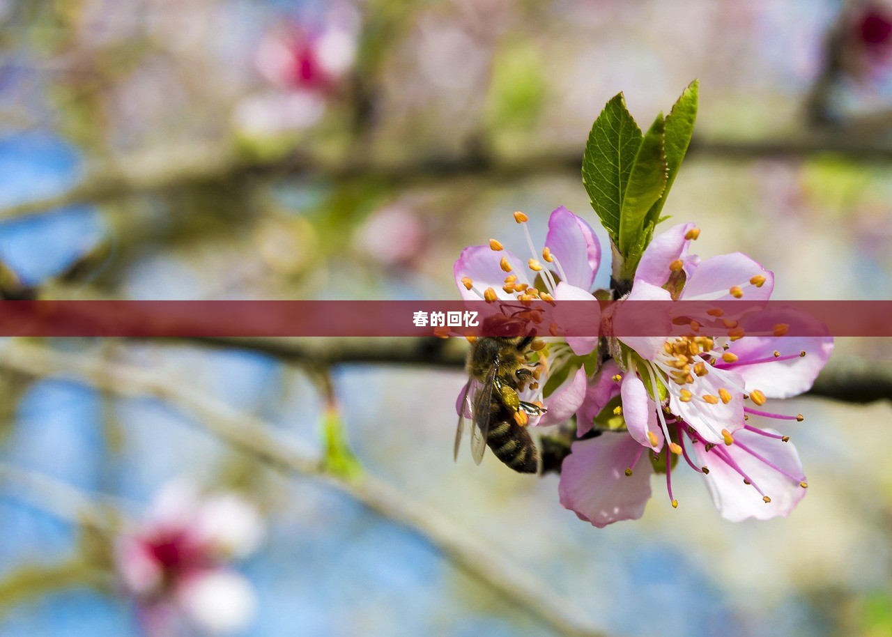 春的回忆