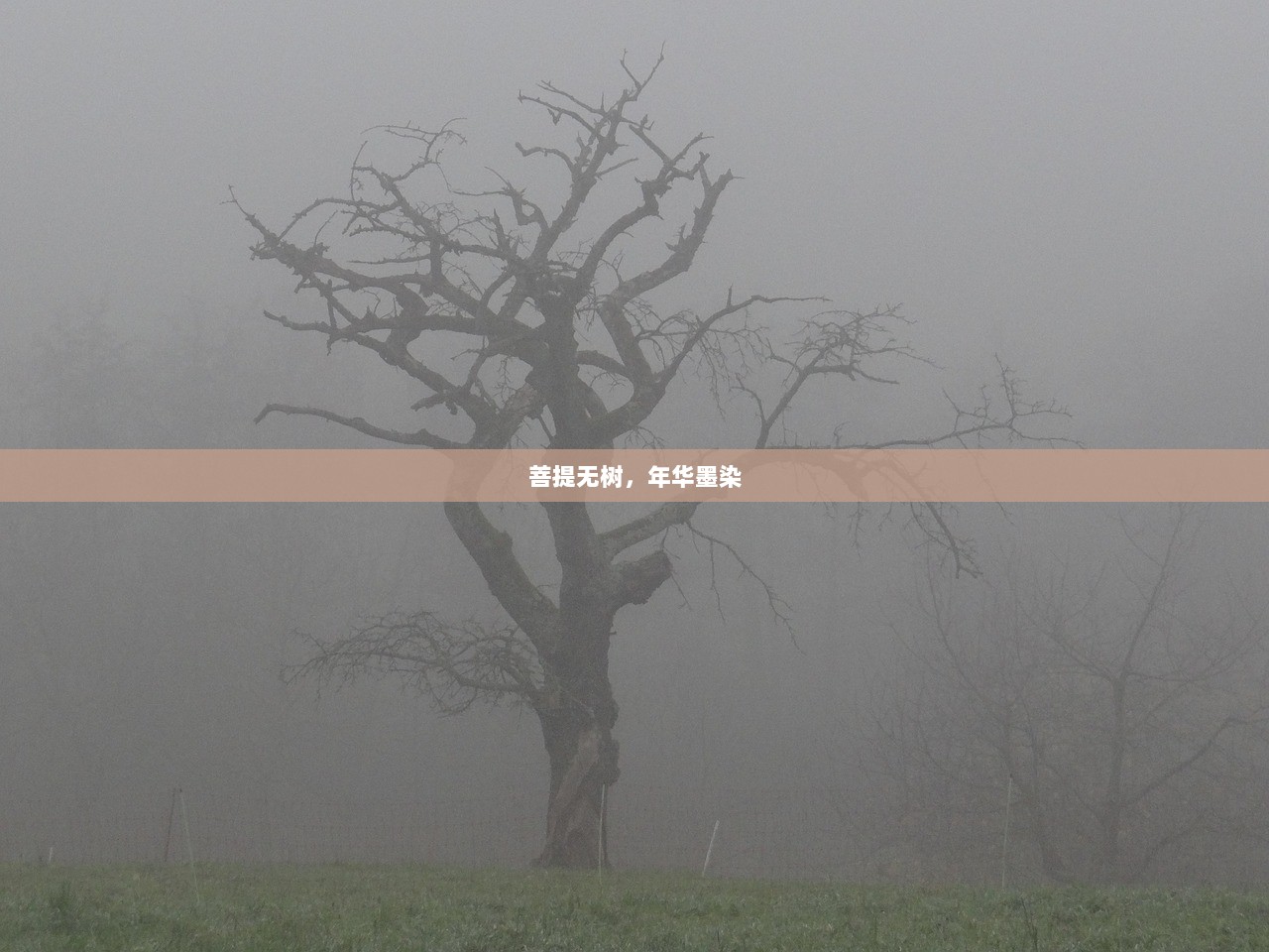 菩提无树，年华墨染