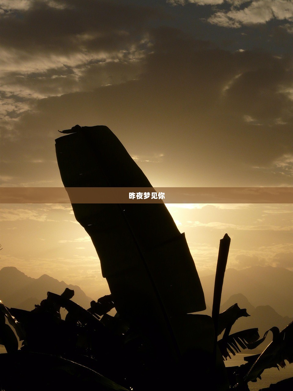 昨夜梦见你