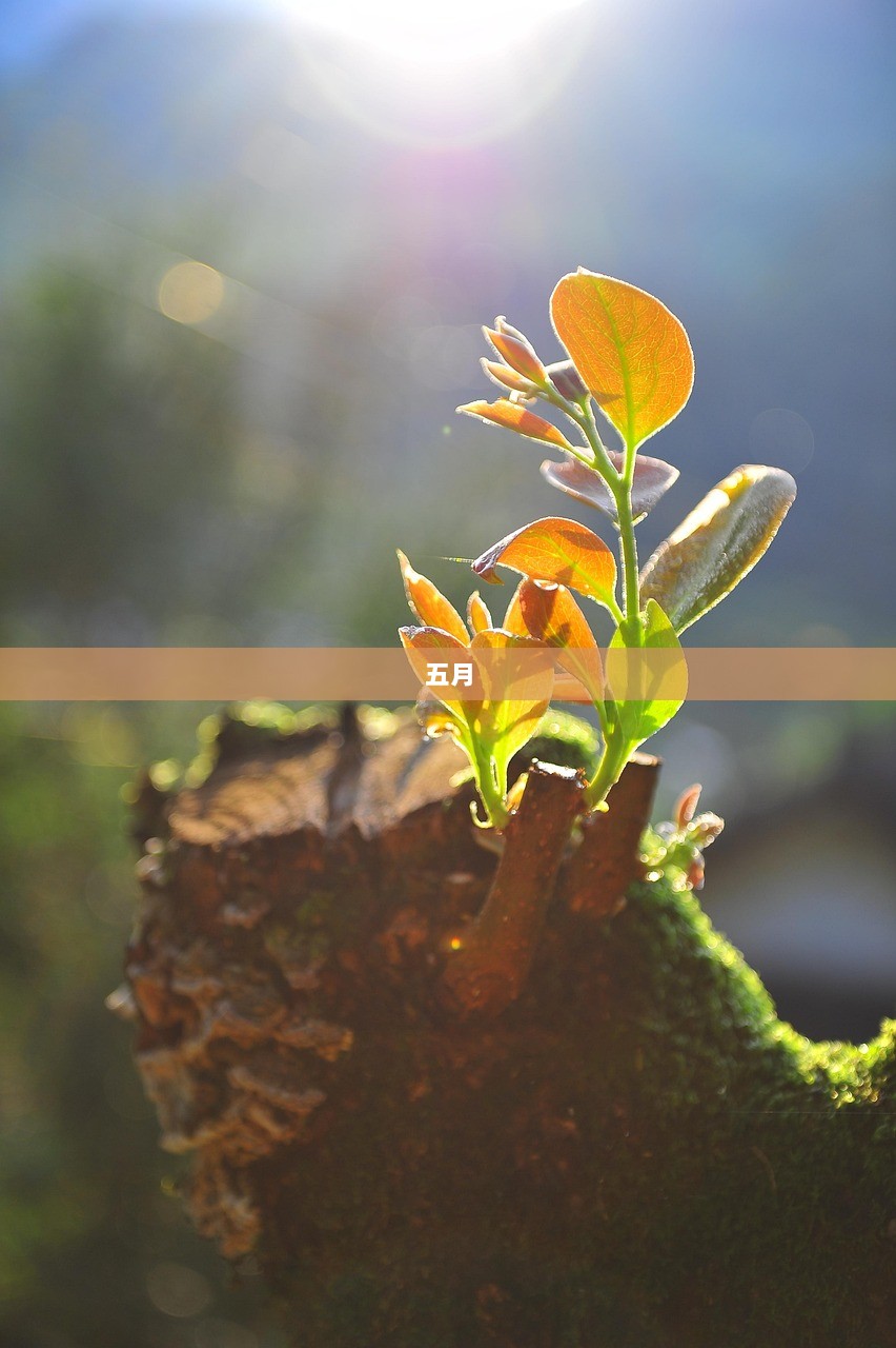 五月