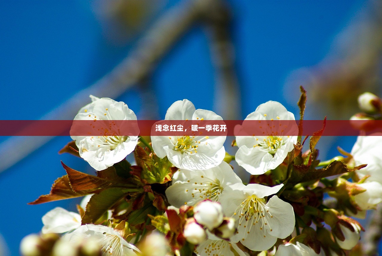 浅念红尘，暖一季花开