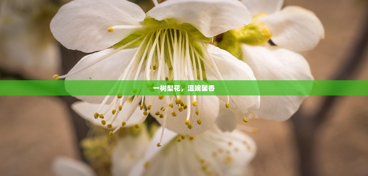 一树梨花，温婉馨香