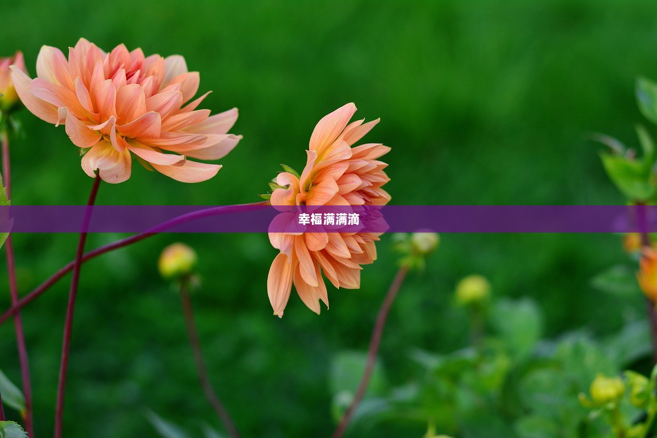 幸福满满滴  第1张