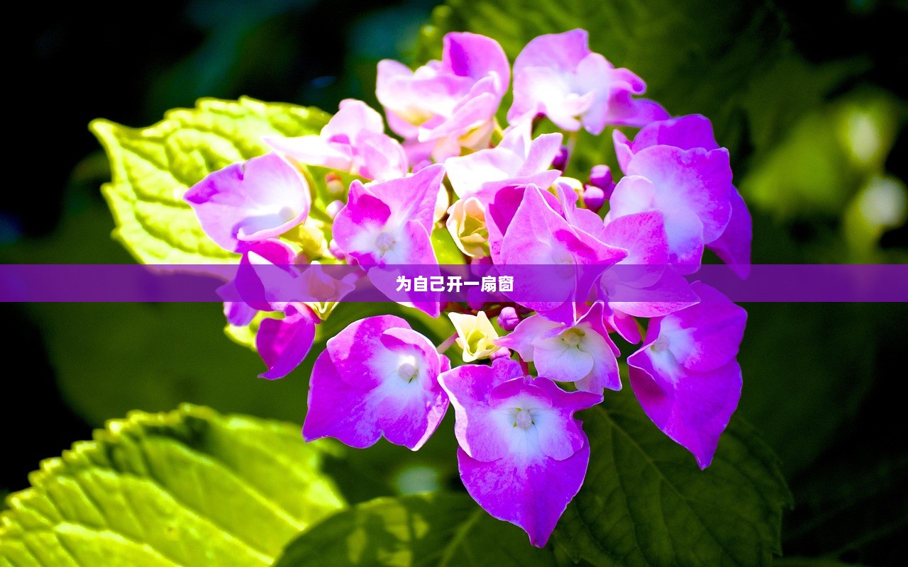 为自己开一扇窗 第1张 为自己开一扇窗 第1张