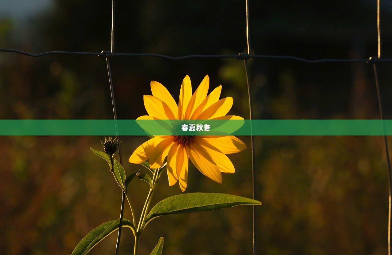 春夏秋冬