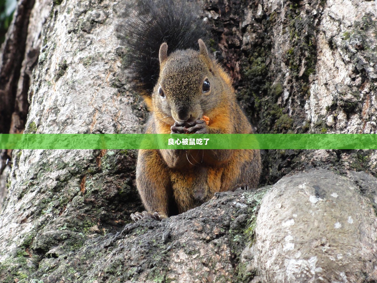 良心被鼠吃了  第1张