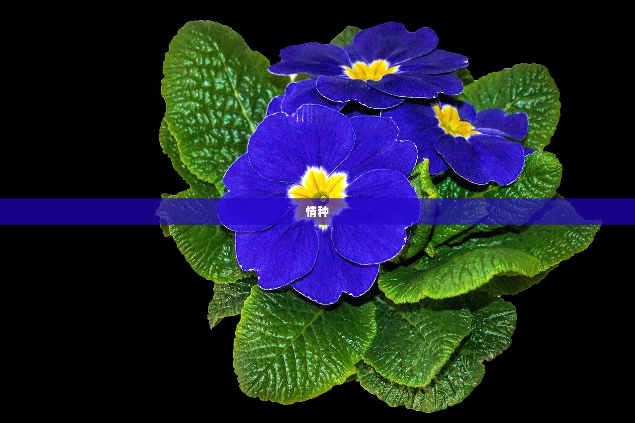 情种 第1张 情种 第1张