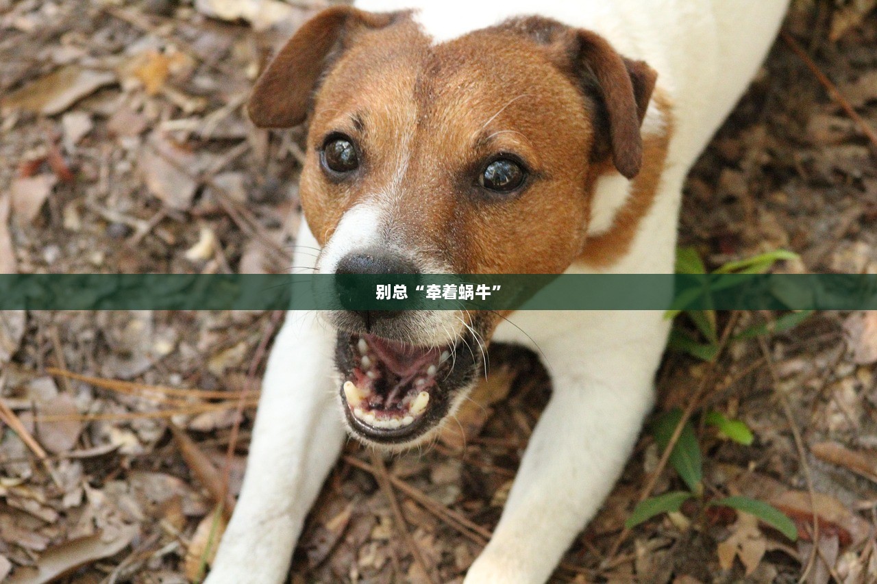 别总“牵着蜗牛”  第1张