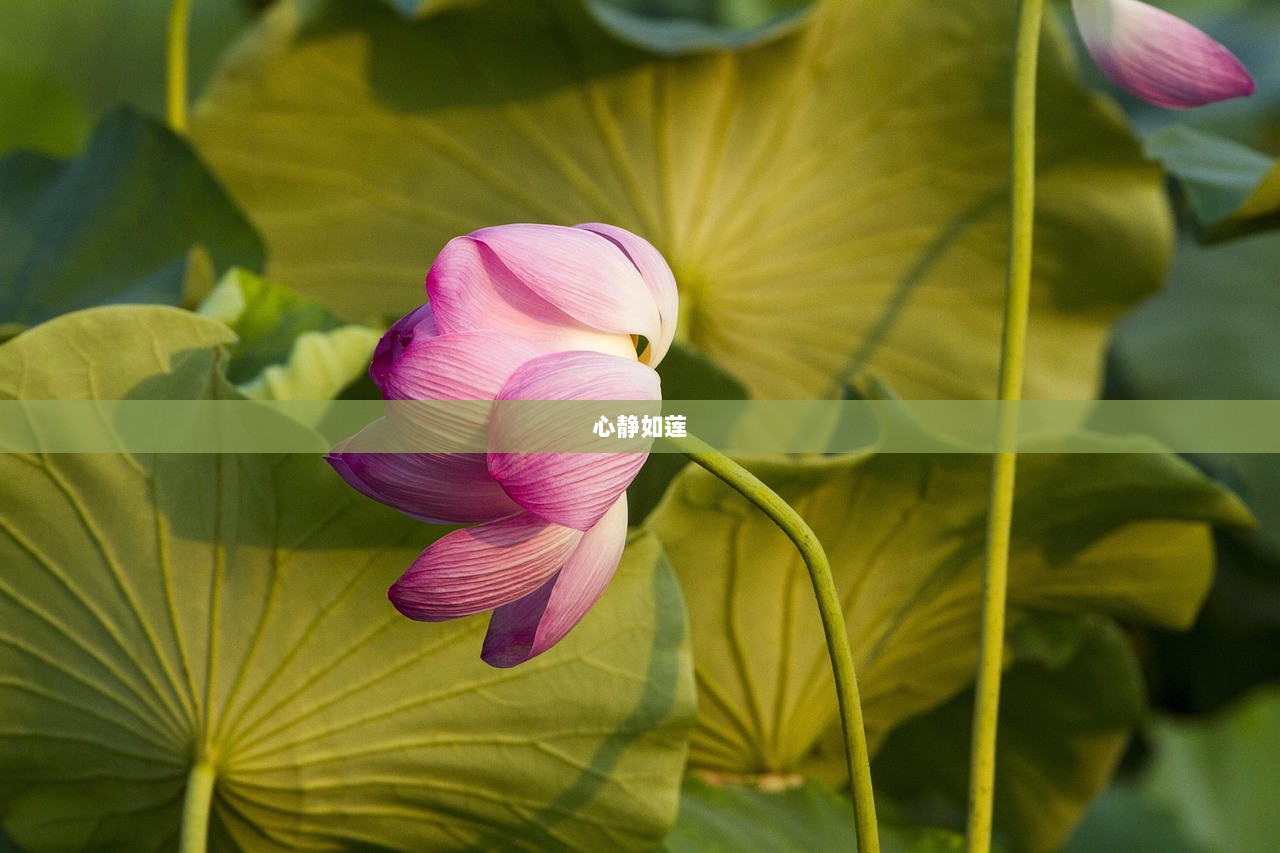 心静如莲