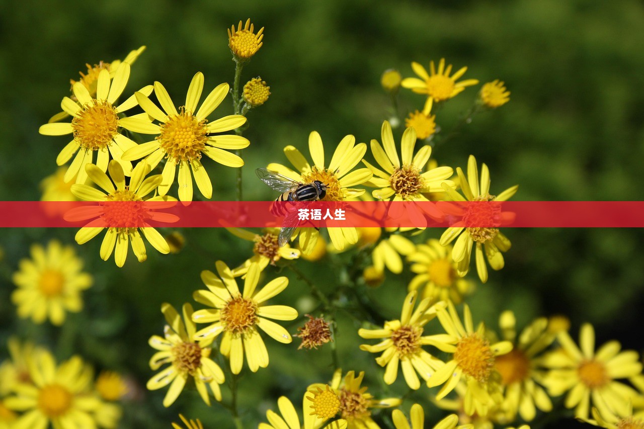 茶语人生  第1张