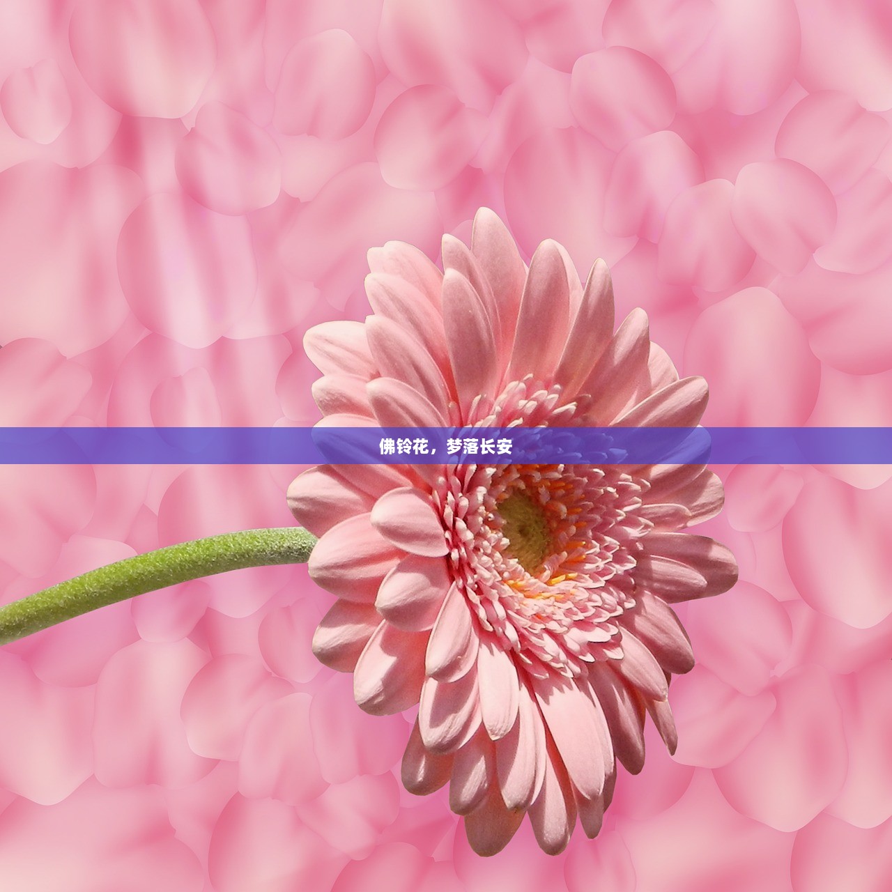 佛铃花，梦落长安