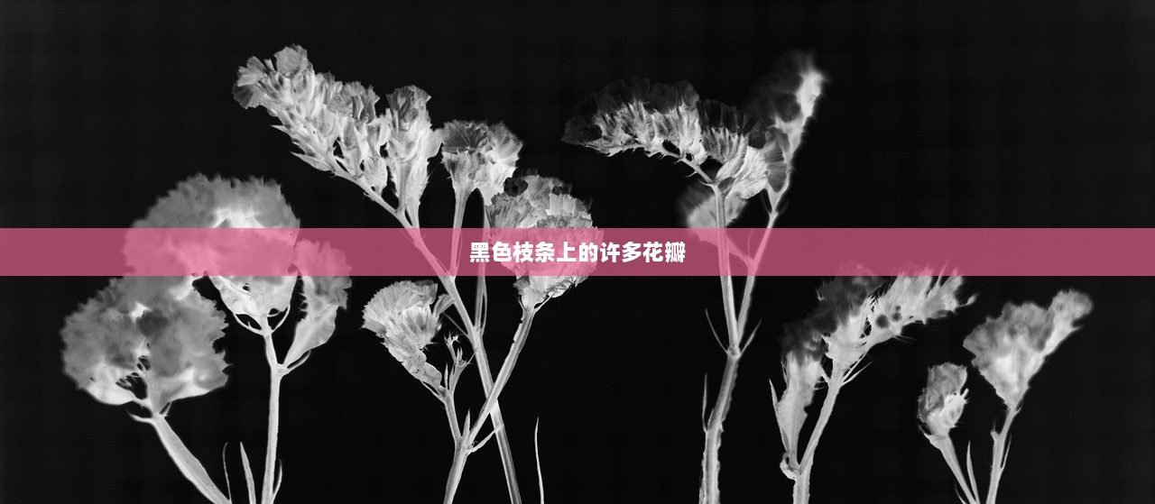 黑色枝条上的许多花瓣