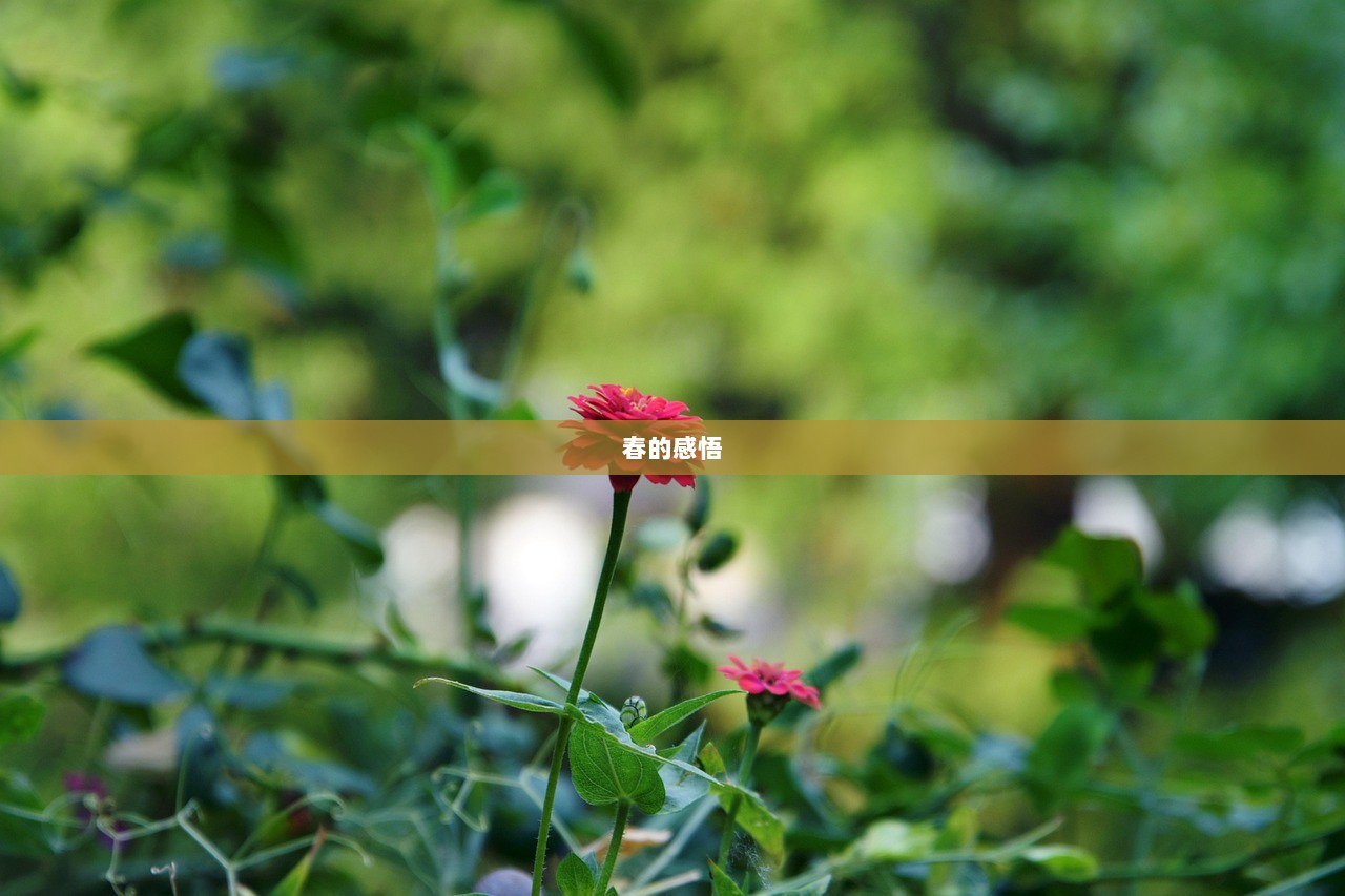 春的感悟