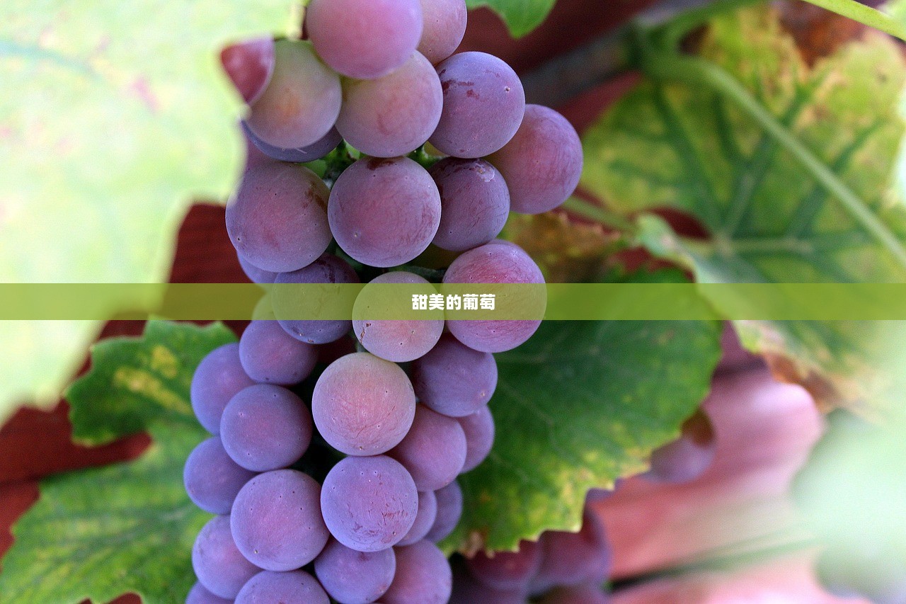 甜美的葡萄
