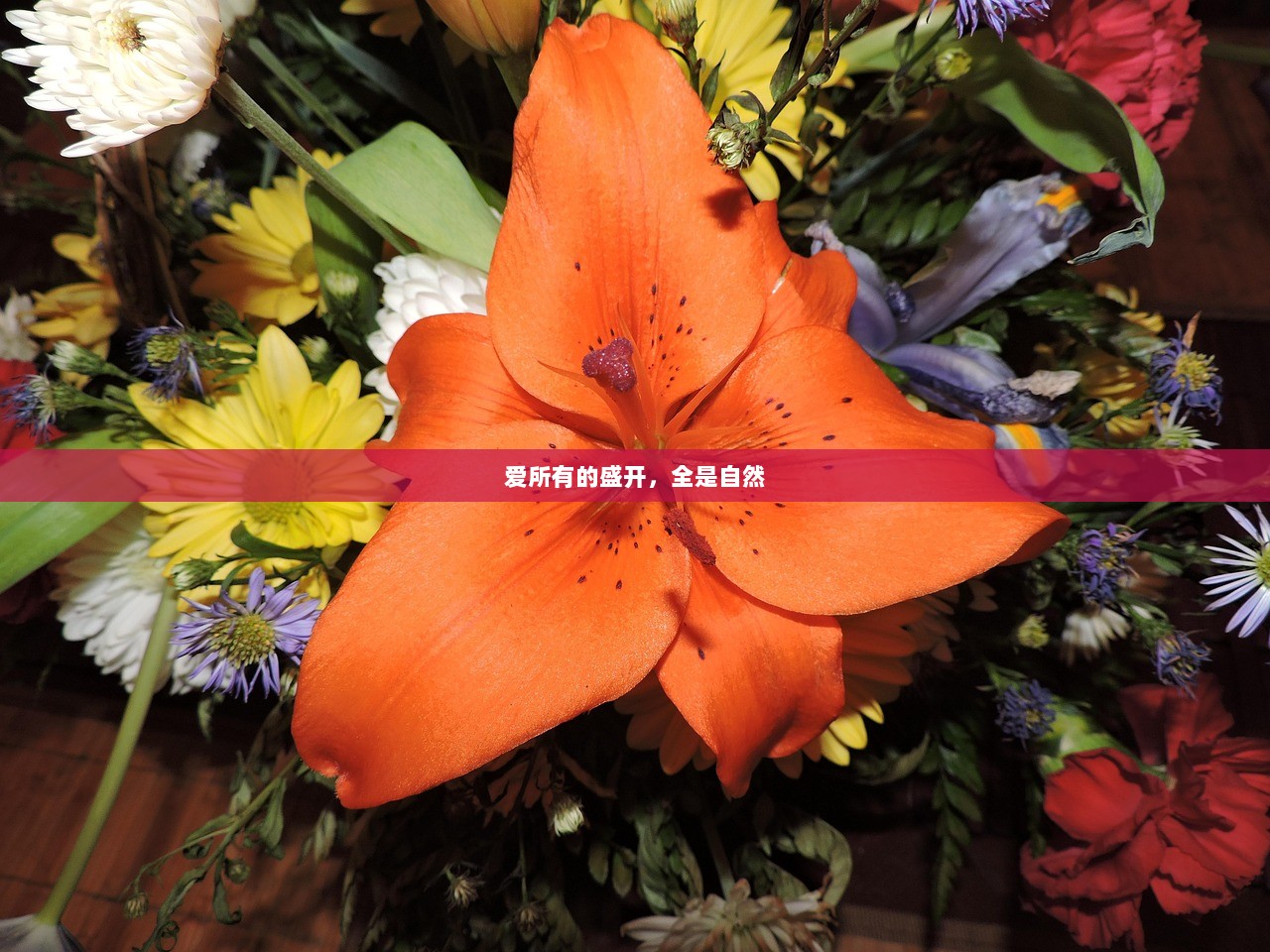 爱所有的盛开，全是自然