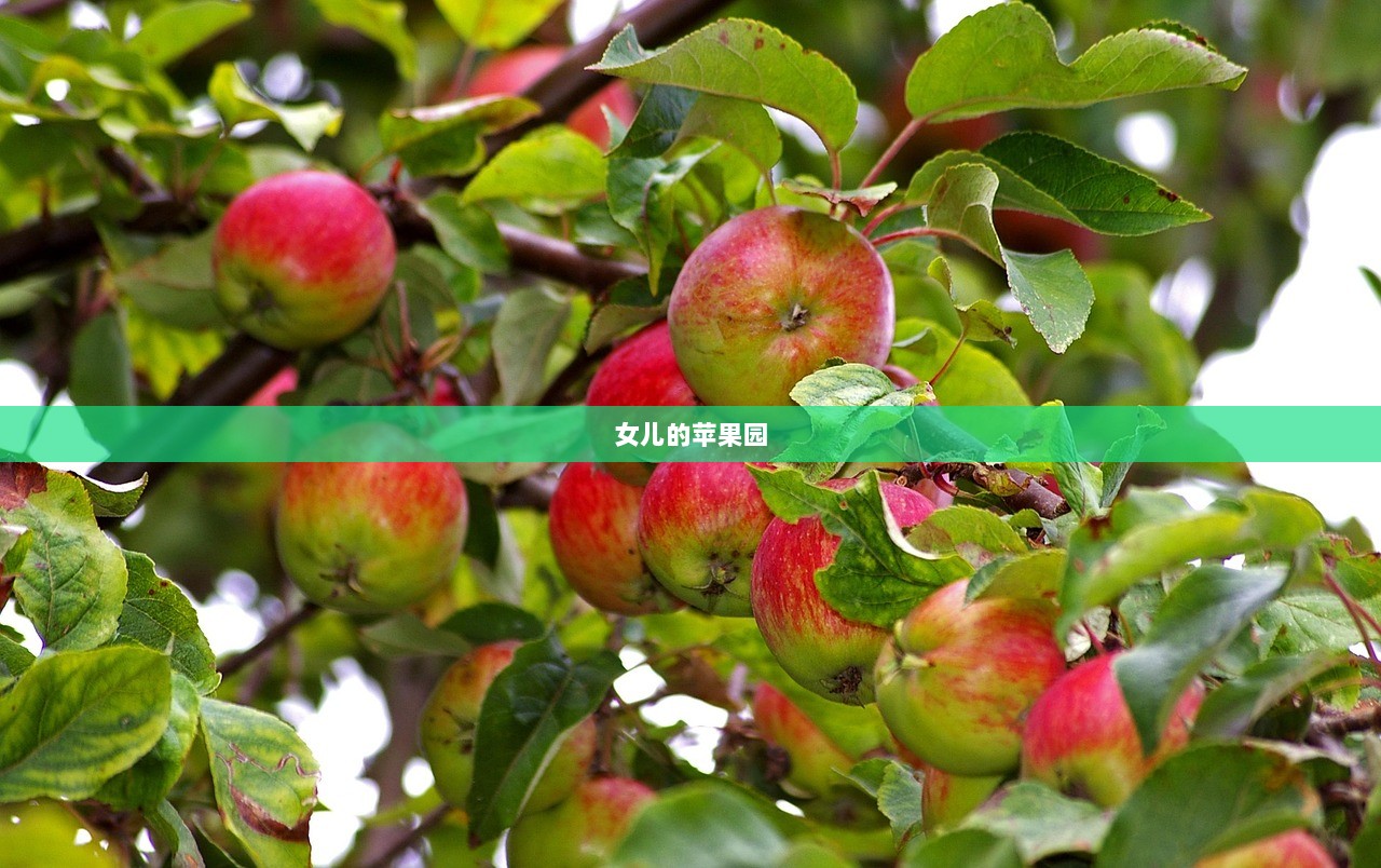 女儿的苹果园