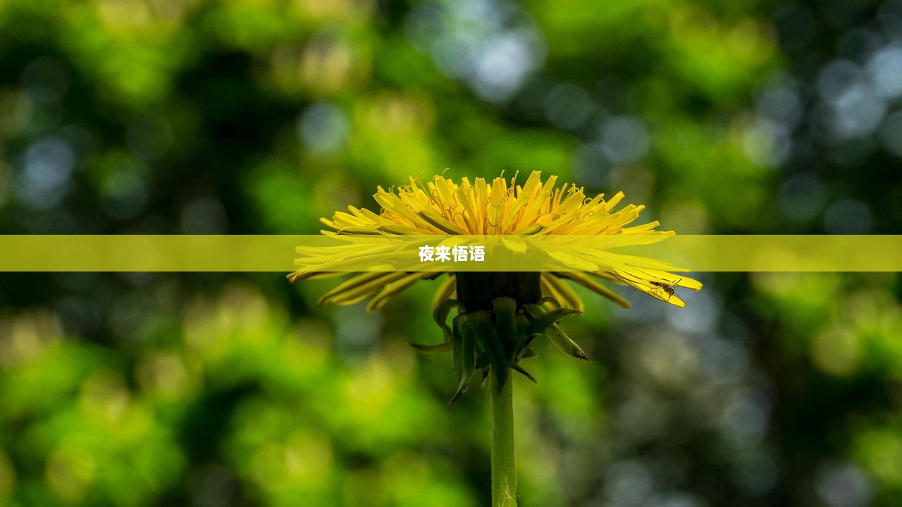 夜来悟语