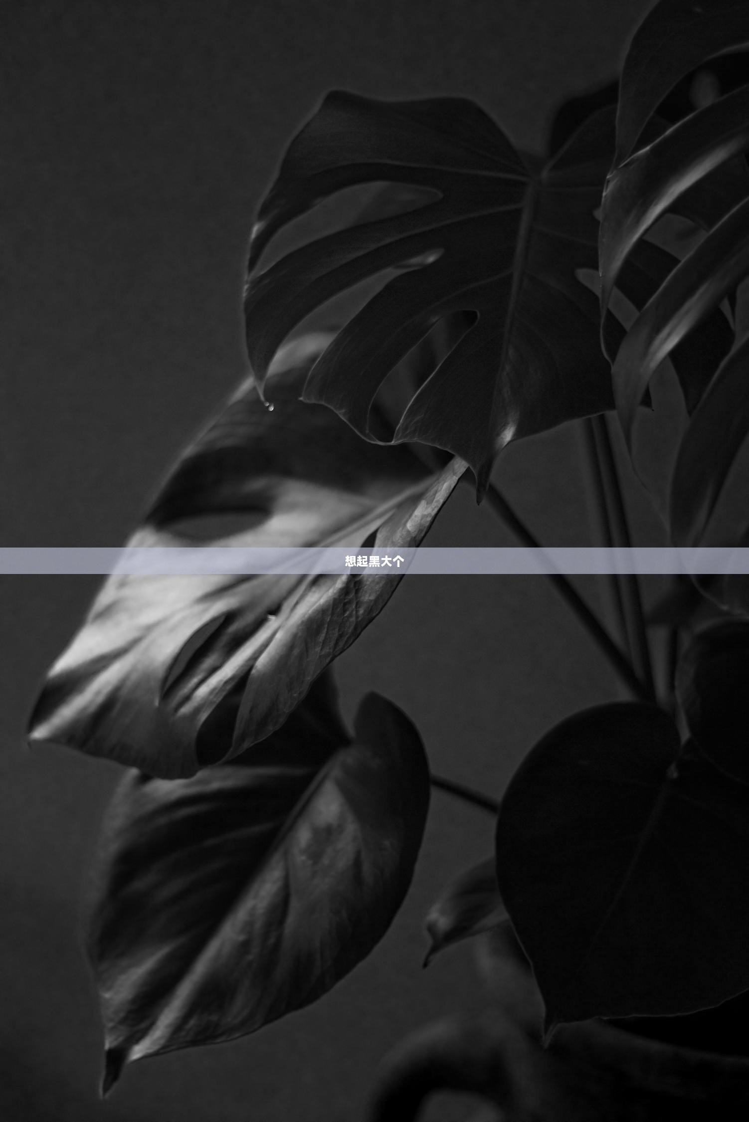 想起黑大个