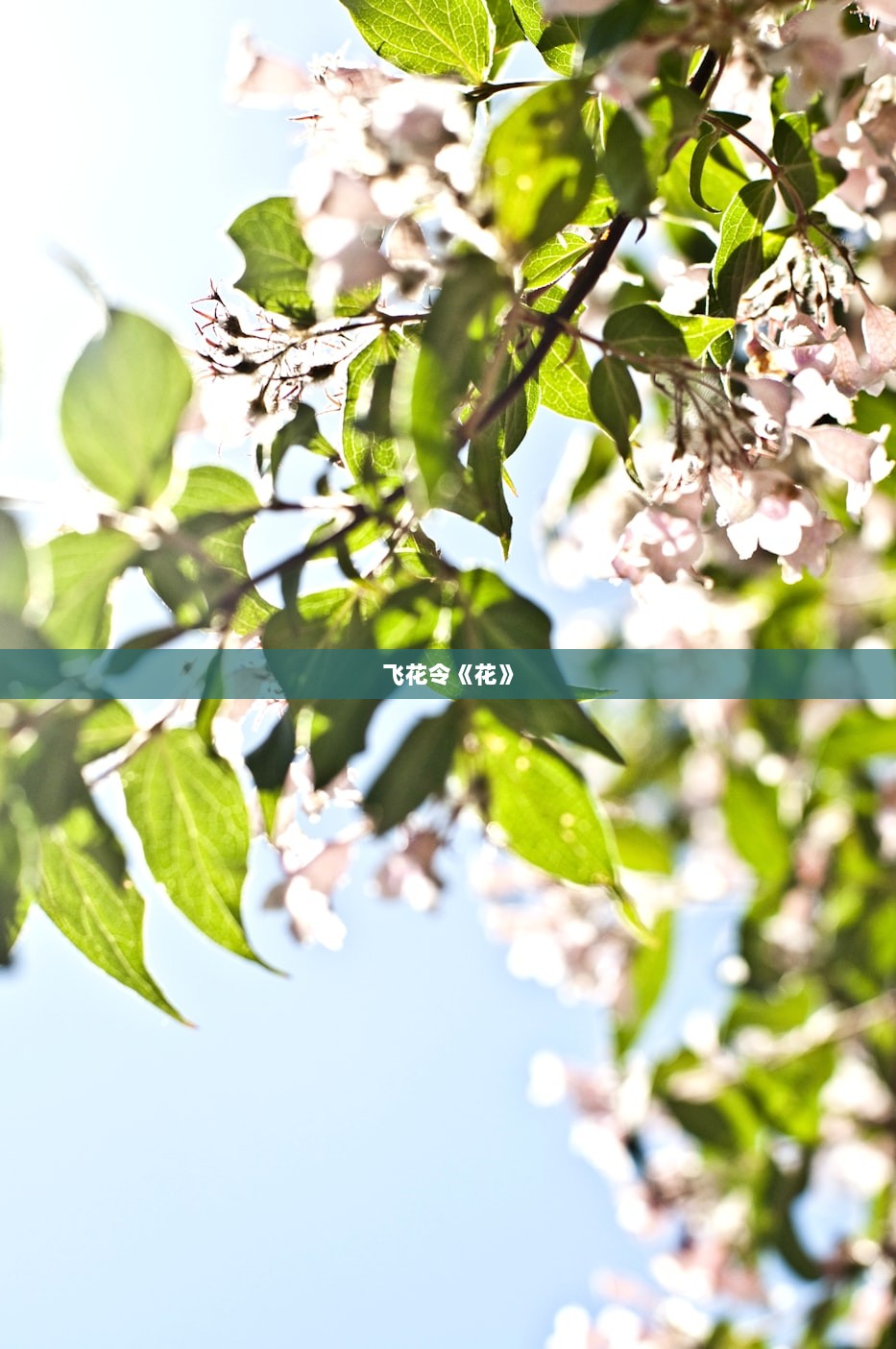 飞花令《花》